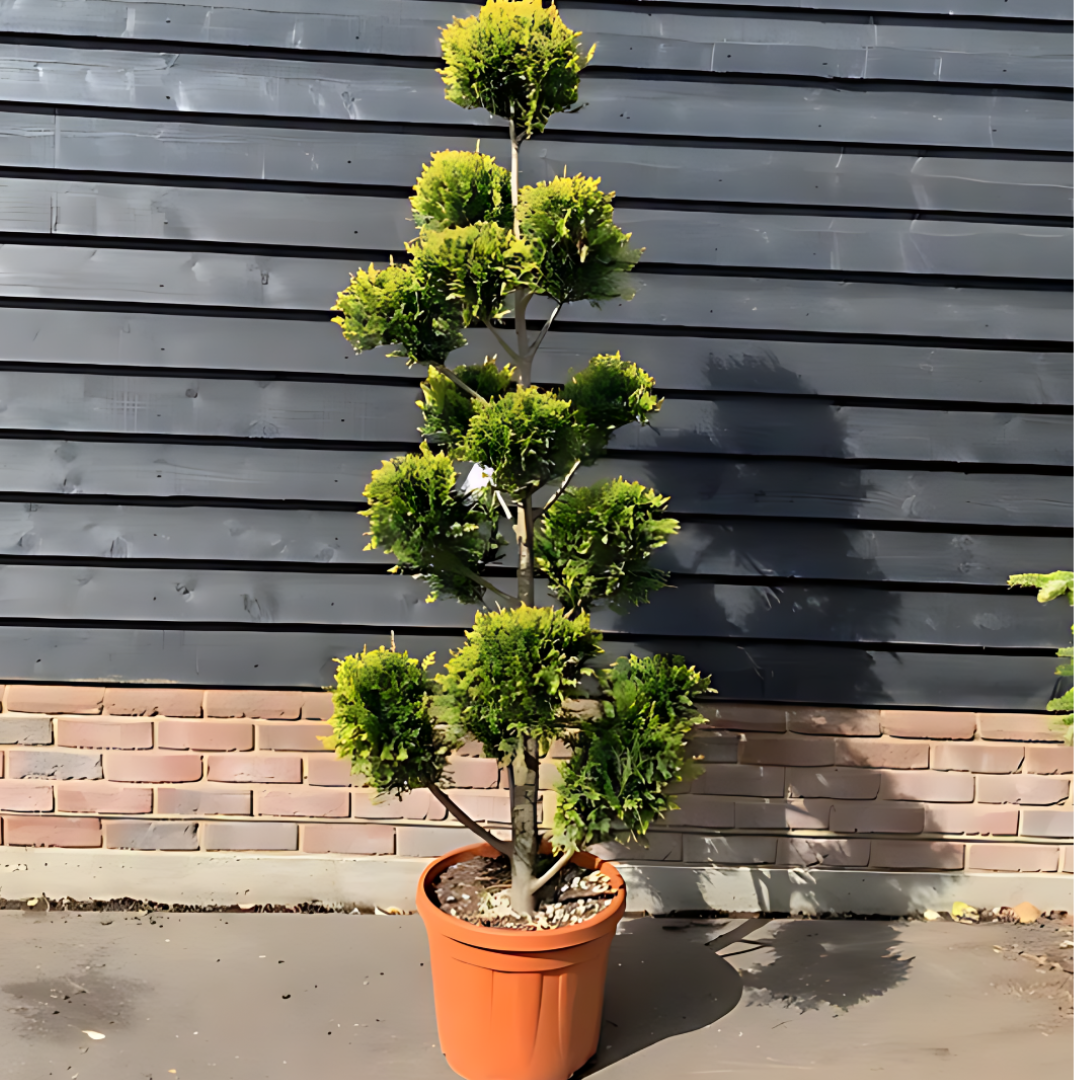 Кипарис ‘Пон-пон’