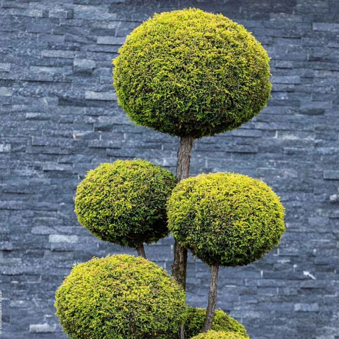 Кипарис ‘Пон-пон’