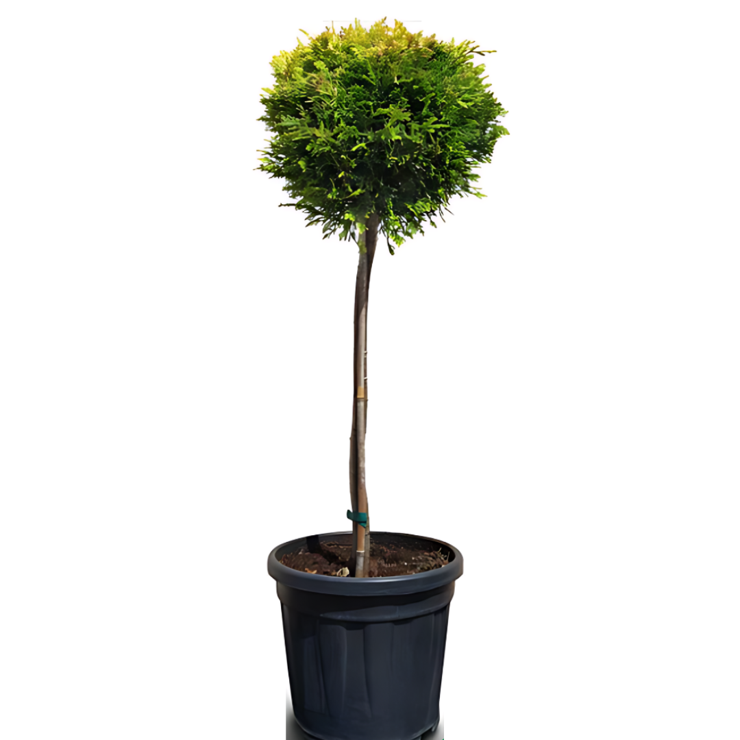 Кипарис Лейланди ‘Топка’