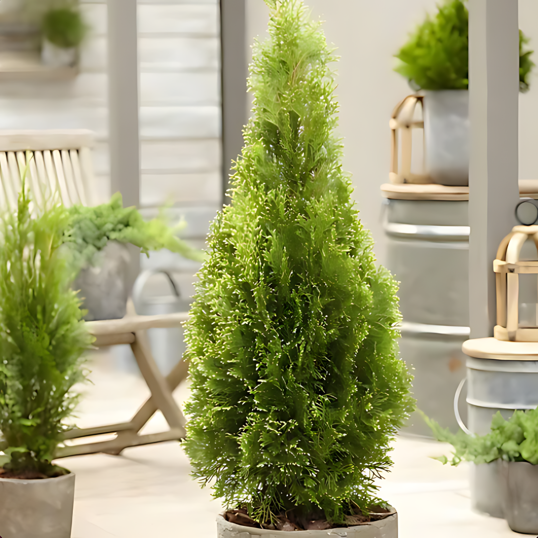 Туя ‘Смарагд’