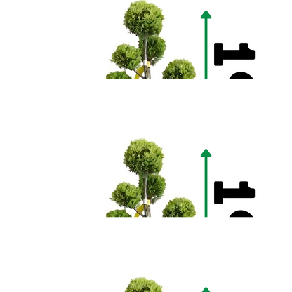 Кипарис ‘Пон-пон’