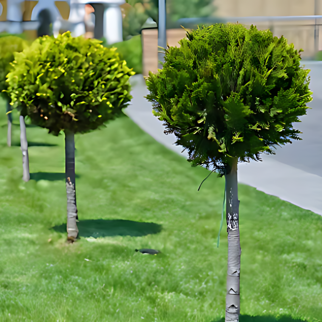 Кипарис Лейланди ‘Топка’