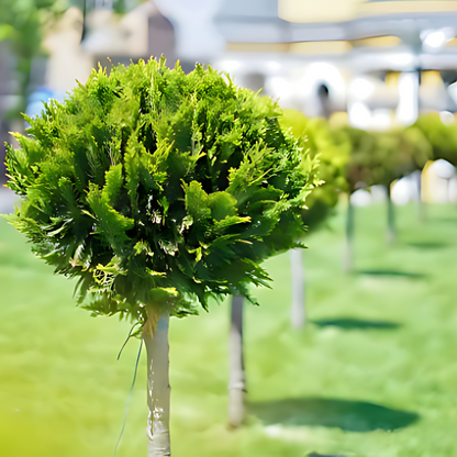 Кипарис Лейланди ‘Топка’