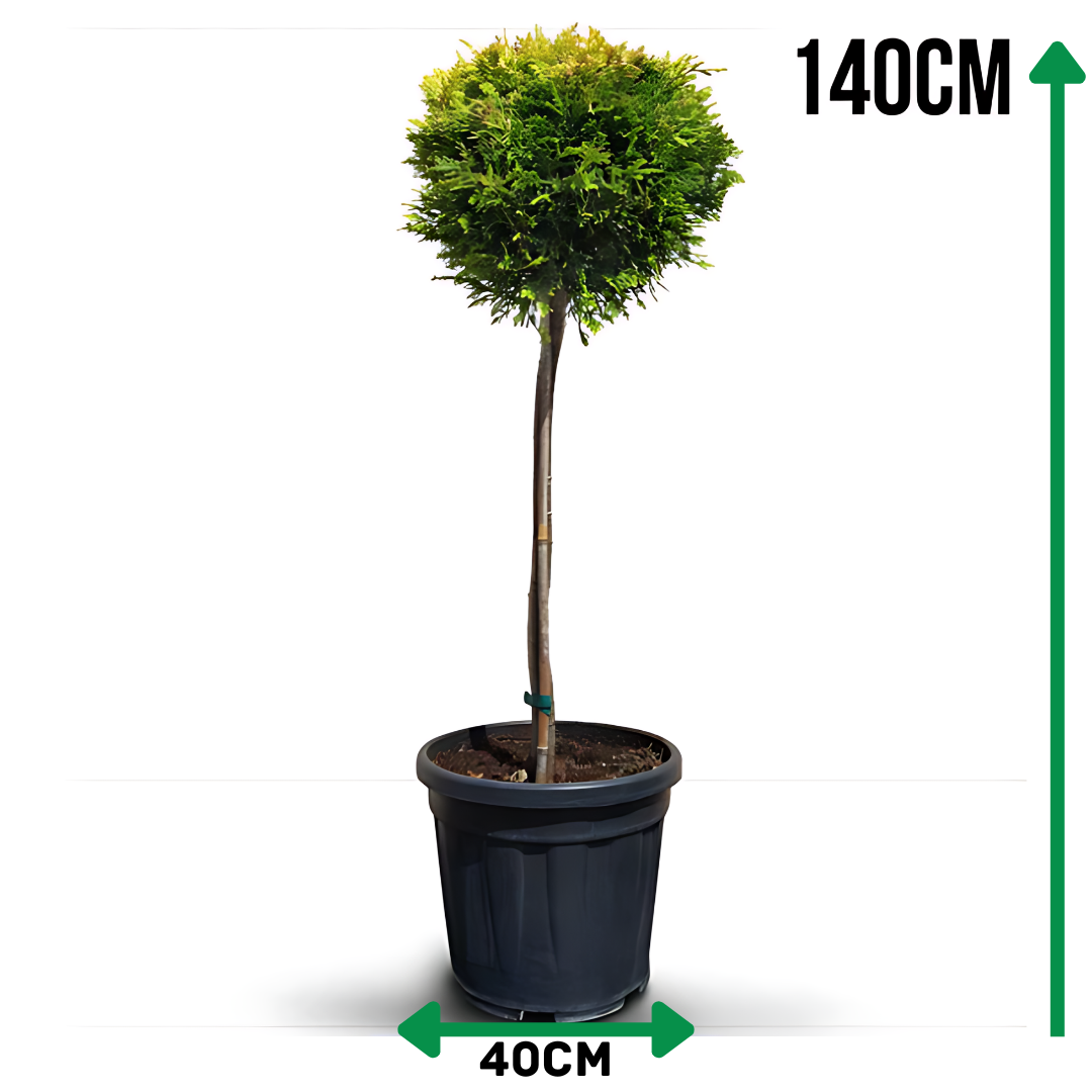 Кипарис Лейланди ‘Топка’