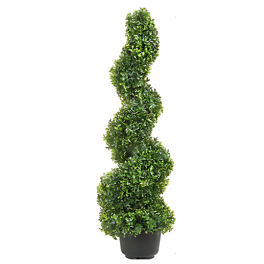 Кипарис лейланди ‘Спирала’