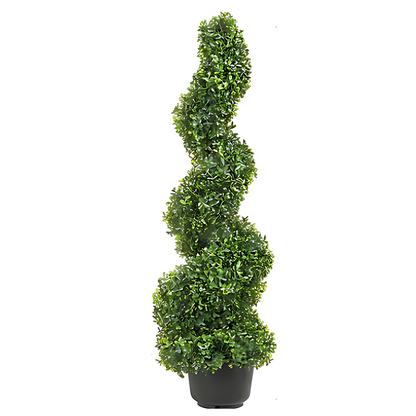 Кипарис лейланди ‘Спирала’