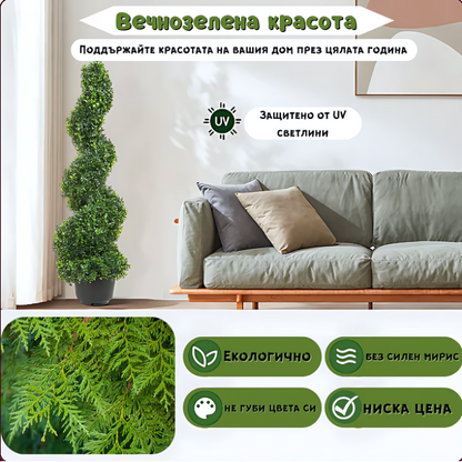 Кипарис лейланди ‘Спирала’