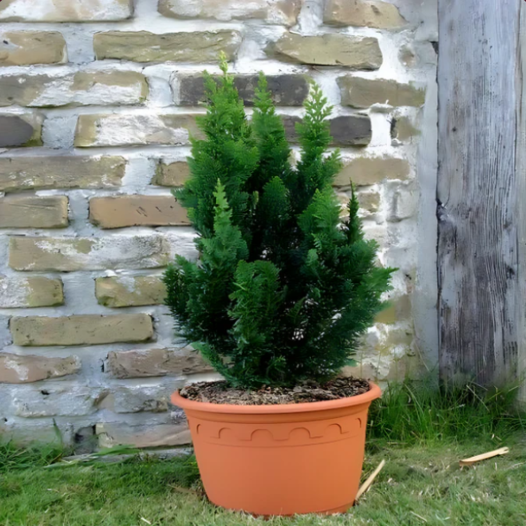 Лъжекипарис