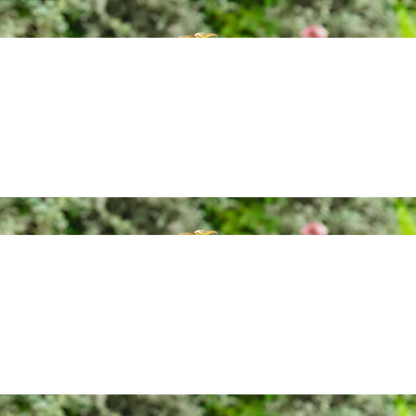 Нандина ‘Огнена сила’