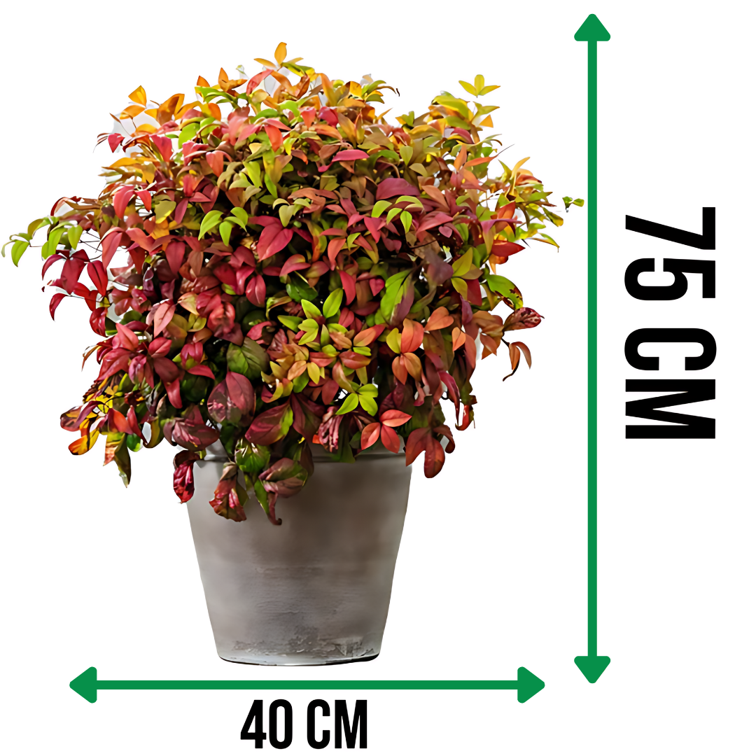 Нандина ‘Огнена сила’