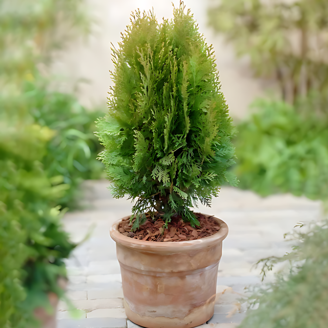 Туя ‘Ауреа нана’