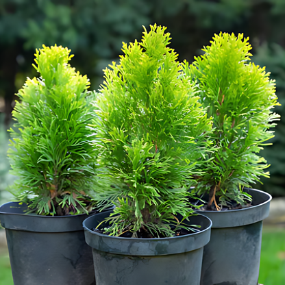 Туя ‘Ауреа нана’