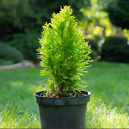 Туя ‘Ауреа нана’