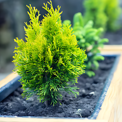 Туя ‘Ауреа нана’