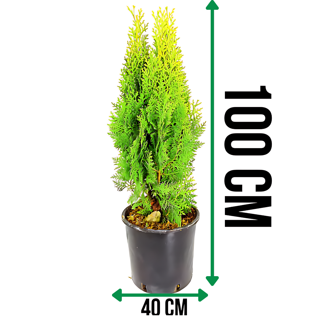 Туя ‘Ауреа нана’