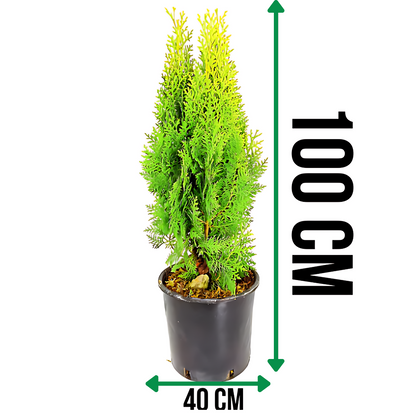 Туя ‘Ауреа нана’