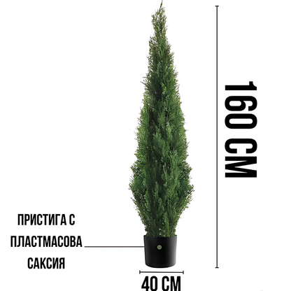 Туя ‘Смарагд’